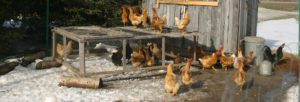 heated chicken waterer