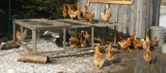 heated chicken waterer