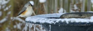 best heated birdbath