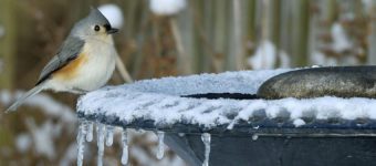 best heated birdbath